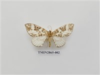 藏品(尺蛾591)的圖片